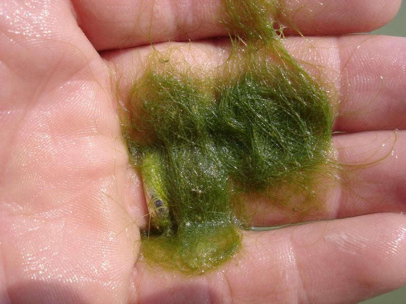 Silk Algae Outdoor Alabama